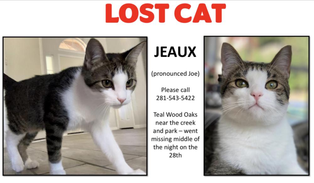 Image of Jeaux, Lost Cat