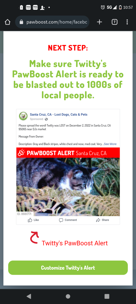 Image of Twitty, Lost Cat