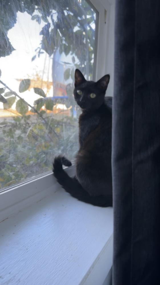 Image of Eliot, Lost Cat