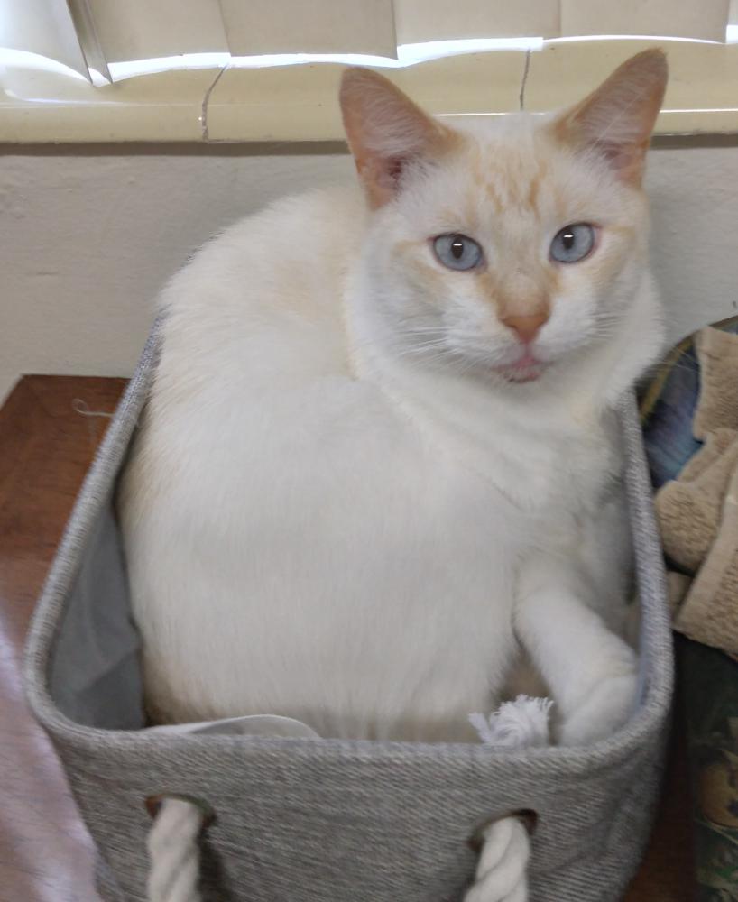 Image of Cato, Lost Cat