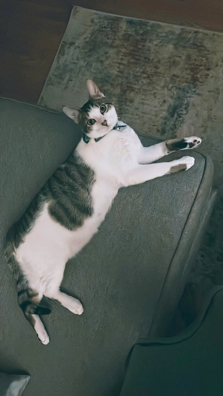Image of Olli, Lost Cat