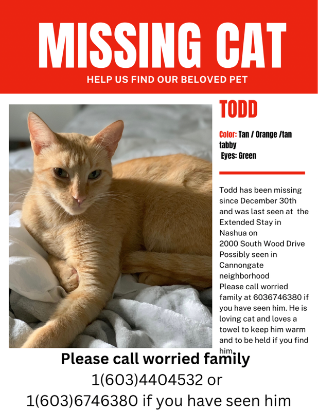 Image of Todd, Lost Cat