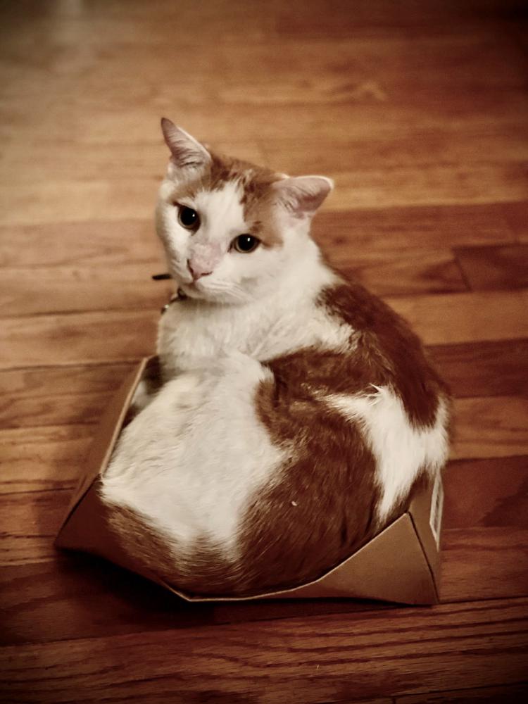 Image of George Washington, Lost Cat