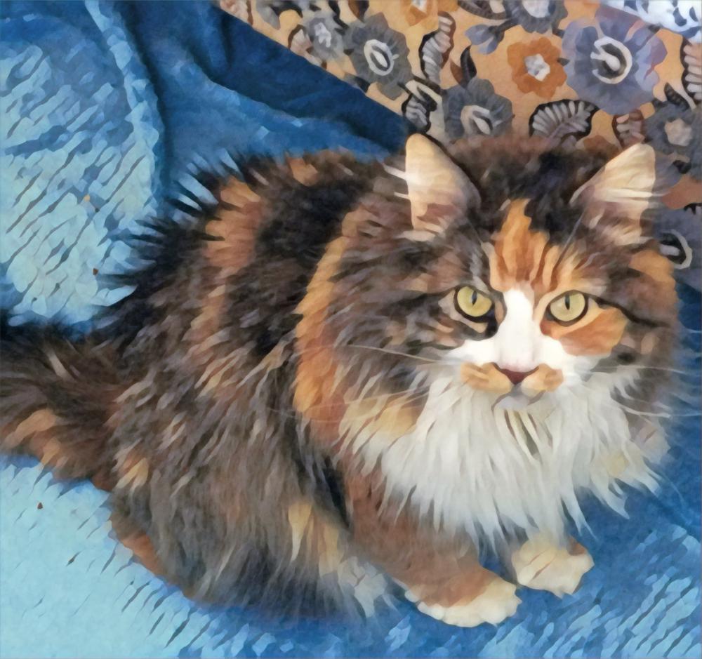 Image of Maci Corrine, Lost Cat