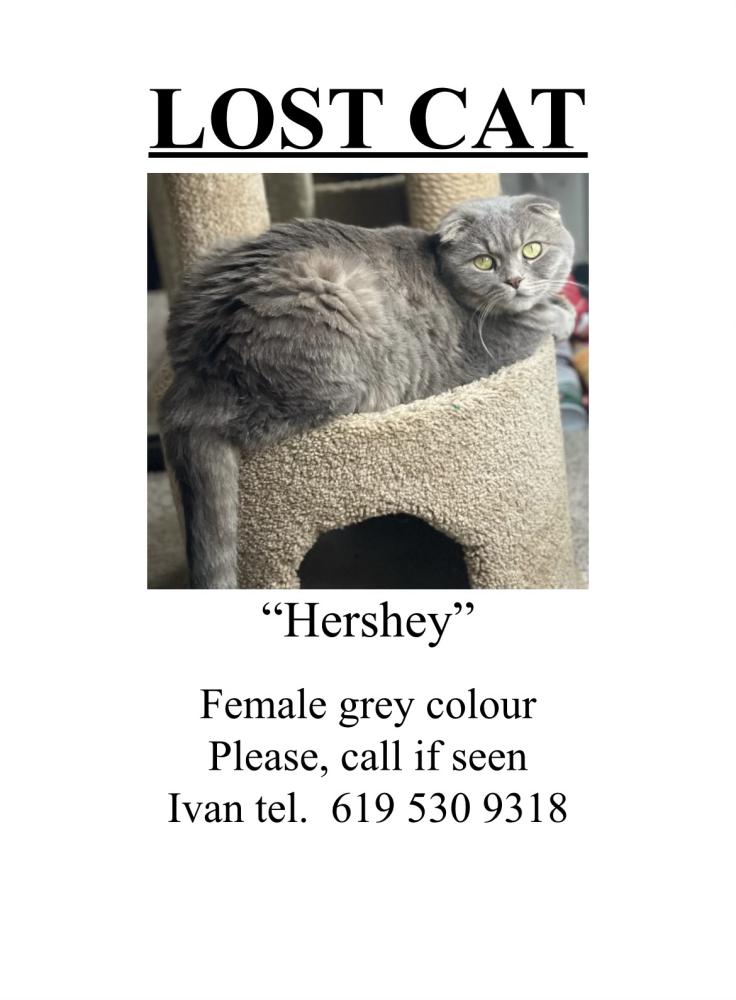 Image of Hershey, Lost Cat