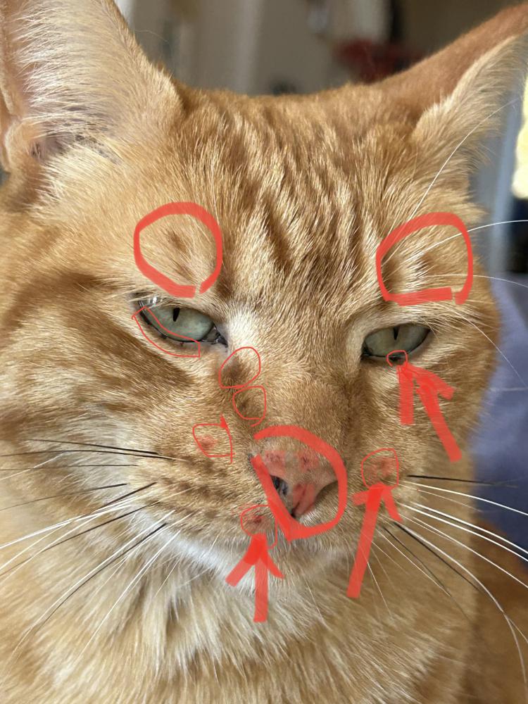 Image of Has Freckles on Nose, Found Cat