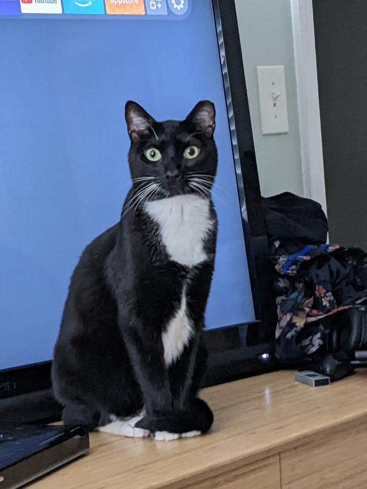 Image of Boodles, Lost Cat