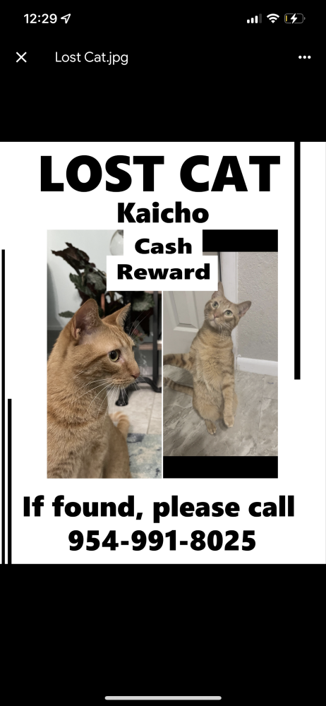 Image of Kaicho, Lost Cat