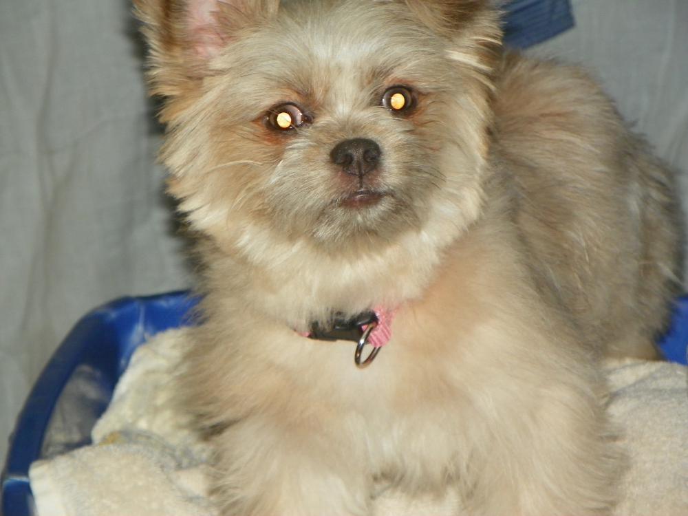 Image of Heidi, Lost Dog