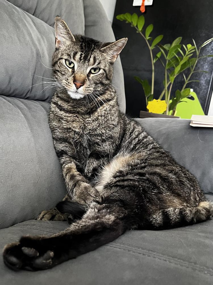 Image of Billy, Lost Cat