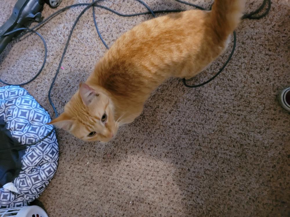 Image of Milo, Found Cat