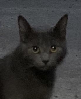 Image of Jace , Lost Cat