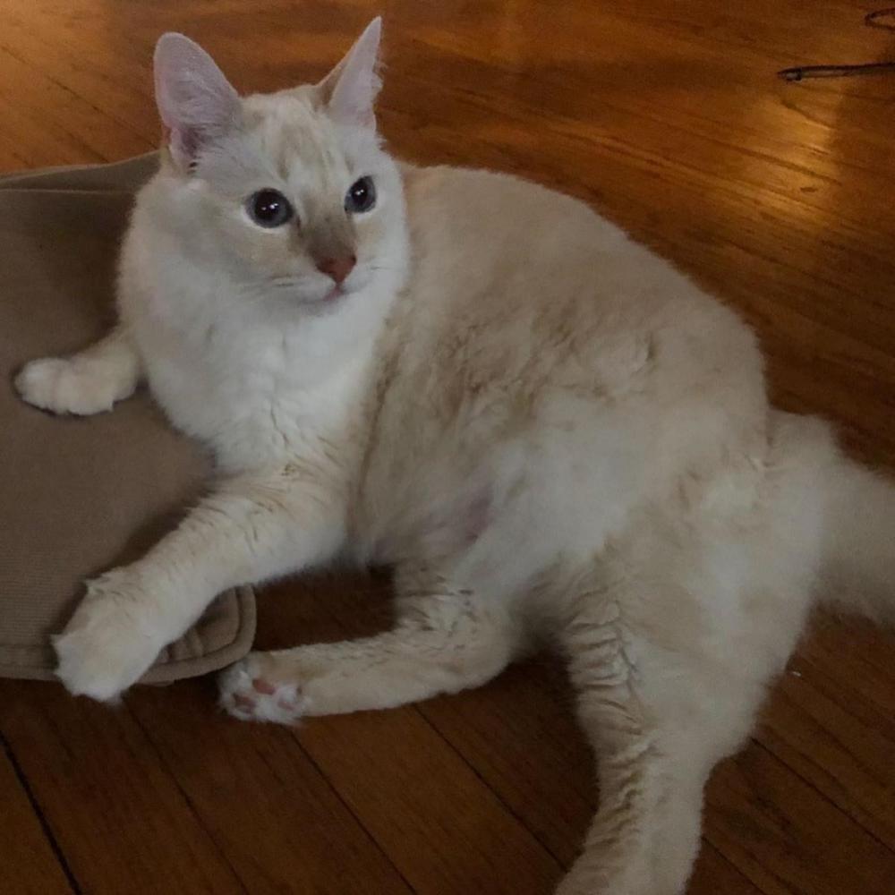 Image of Chibby, Lost Cat