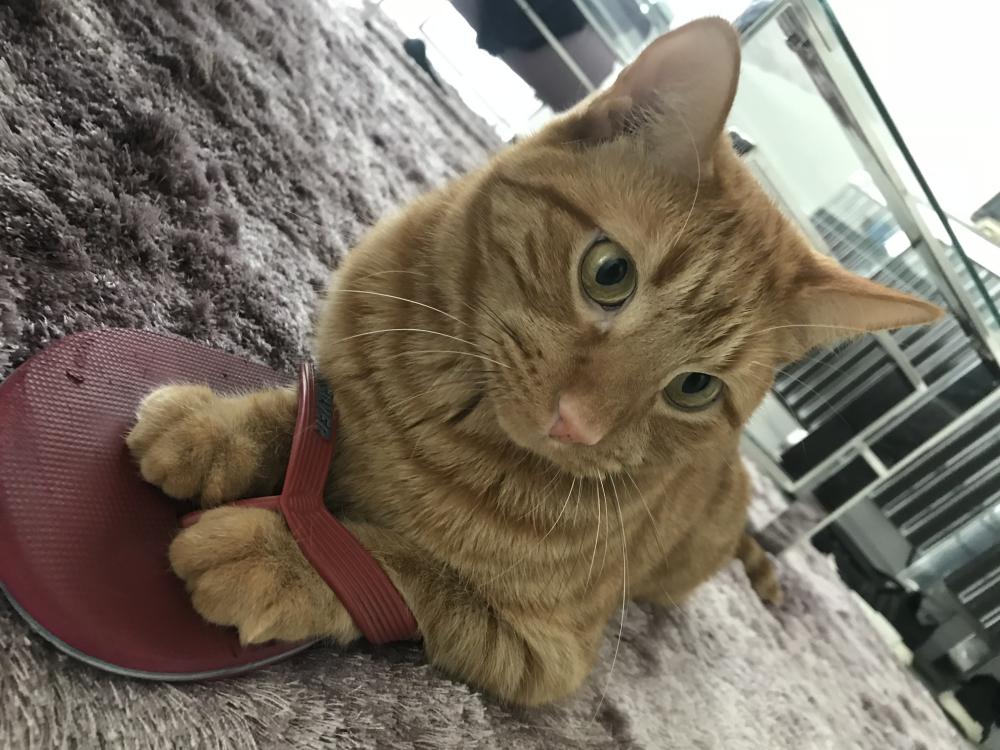 Image of Thor, Lost Cat