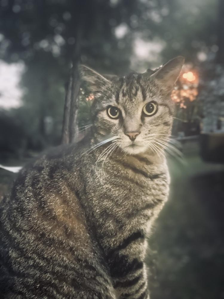 Image of Neville, Lost Cat