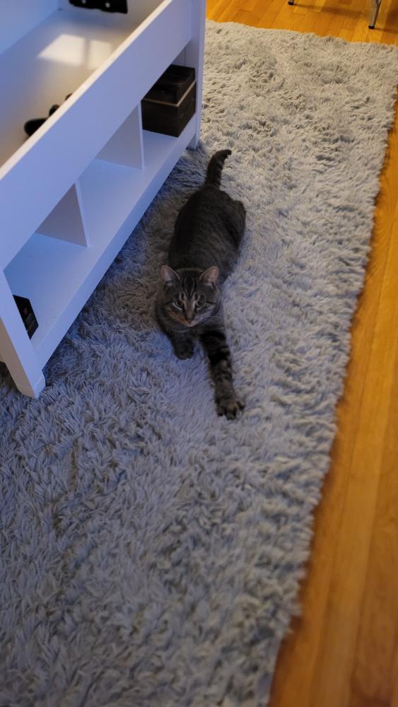 Image of Char/charcoal, Lost Cat