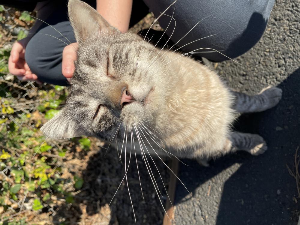 Image of Unknown, Lost Cat
