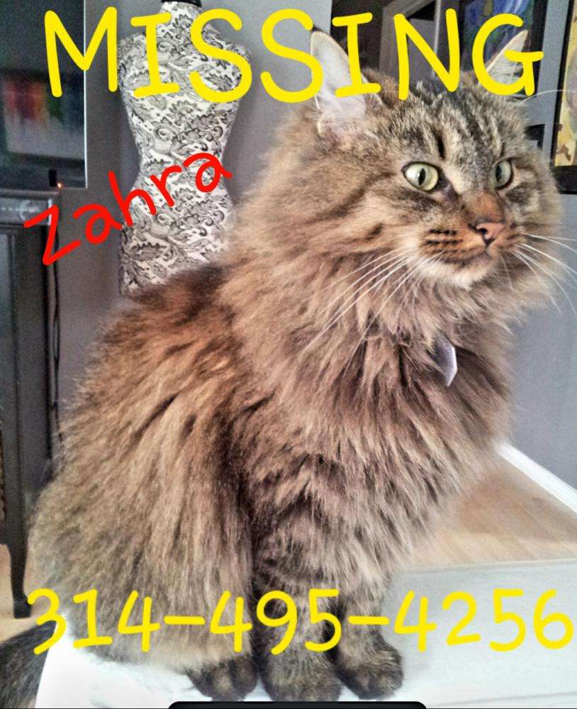 Image of Zahra, Lost Cat