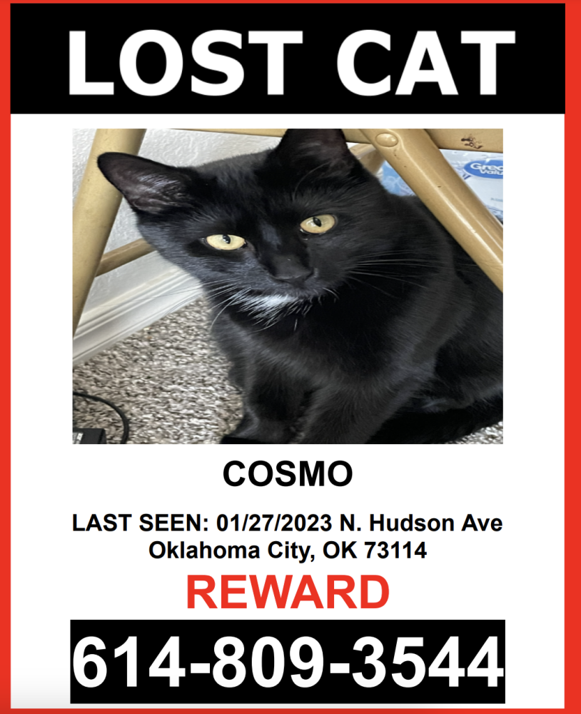 Image of COSMO, Lost Cat