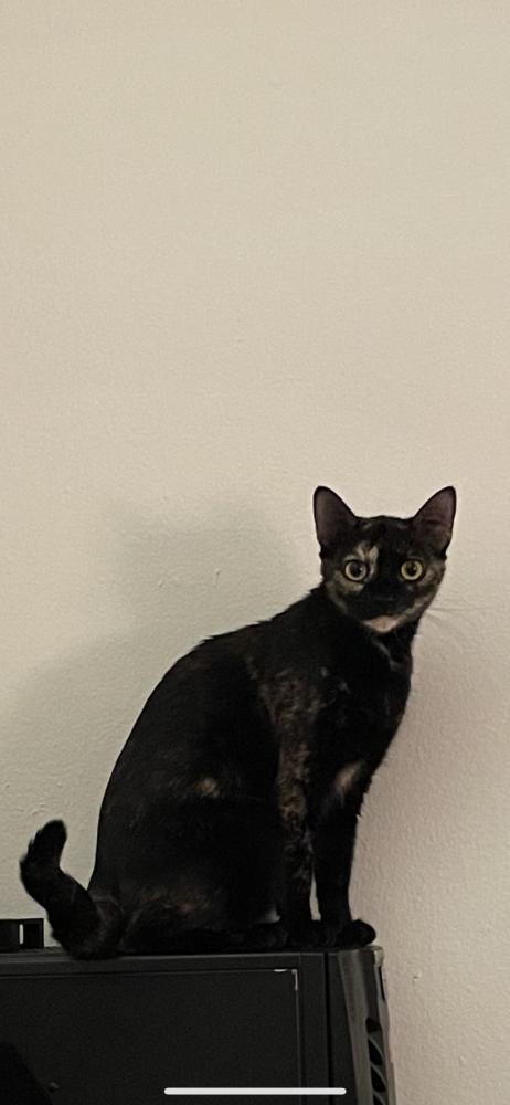 Image of Natasha, Lost Cat