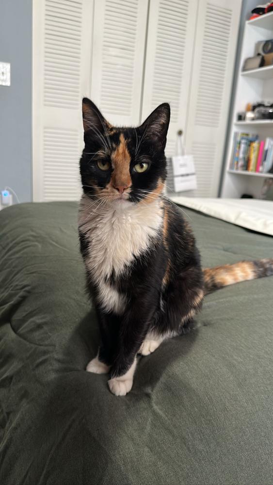 Image of Katy Purry, Lost Cat