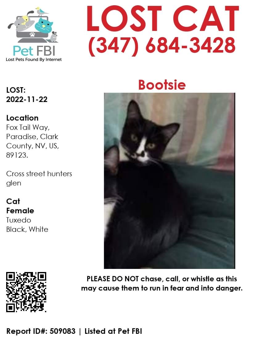 Image of Bootsie, Lost Cat