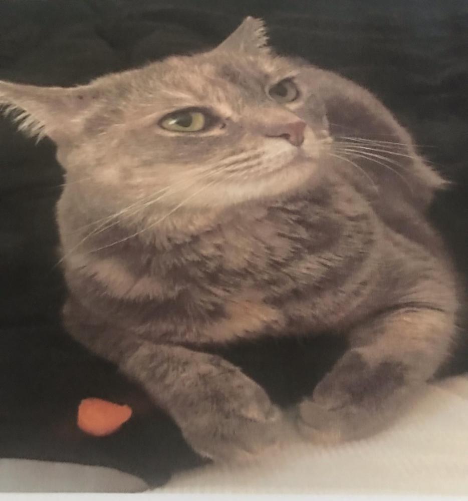 Image of Bleu Cheese, Lost Cat