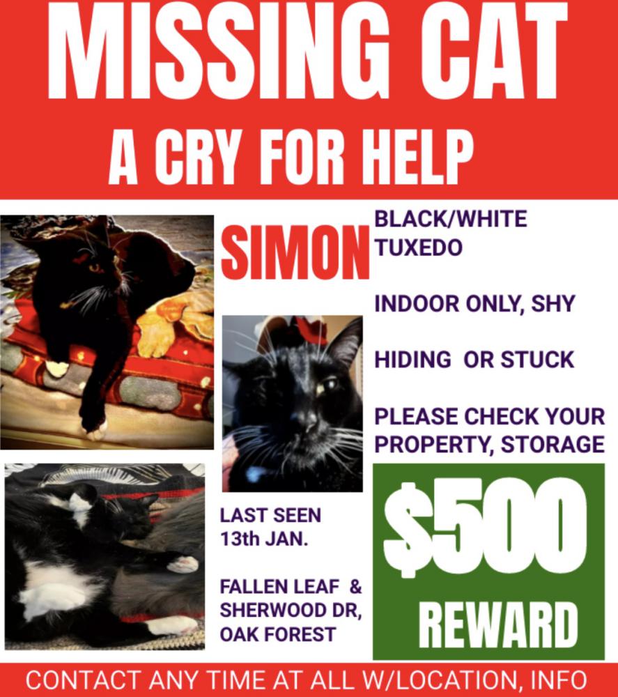 Image of Sir Simon, Lost Cat