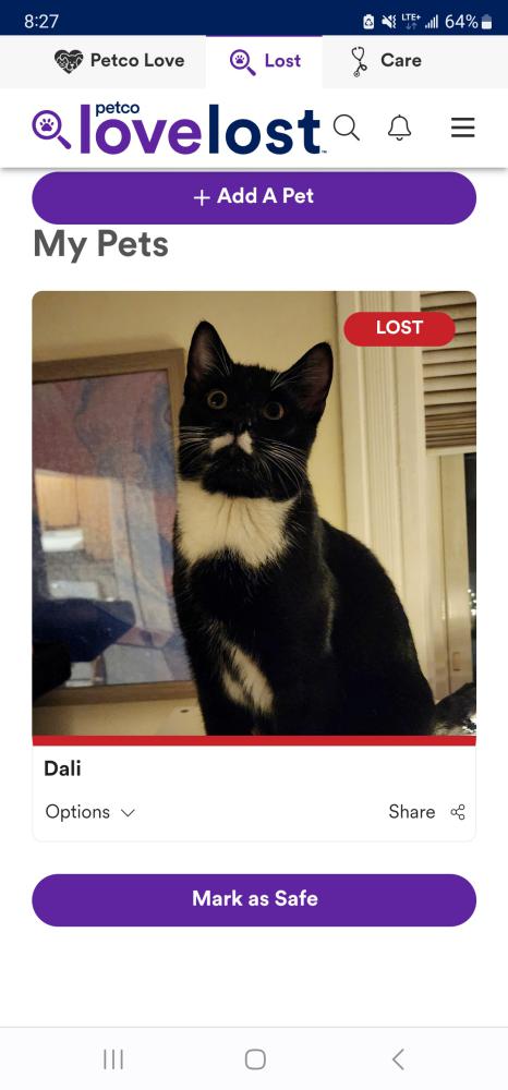 Image of Dali, Lost Cat