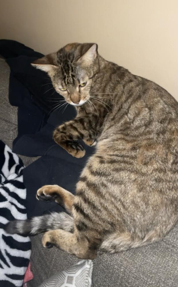 Image of Dipsey, Lost Cat