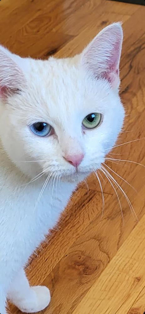 Image of Pearl, Found Cat