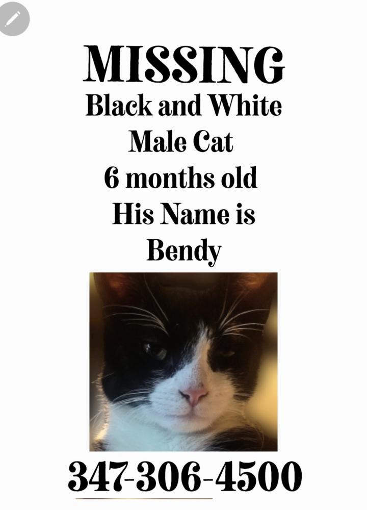 Image of Bandy, Lost Cat
