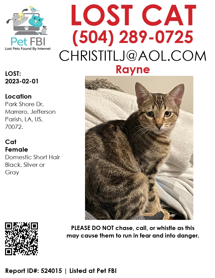 Image of Rayne, Lost Cat