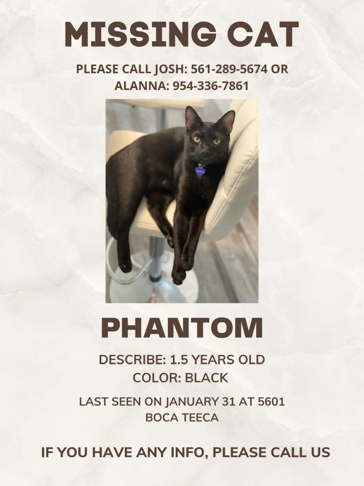 Image of Phantom, Lost Cat