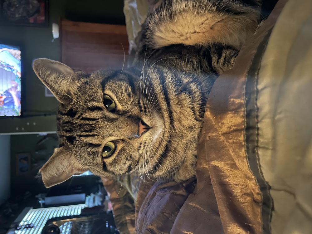 Image of Thomas, Lost Cat