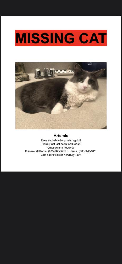 Image of Artemis, Lost Cat