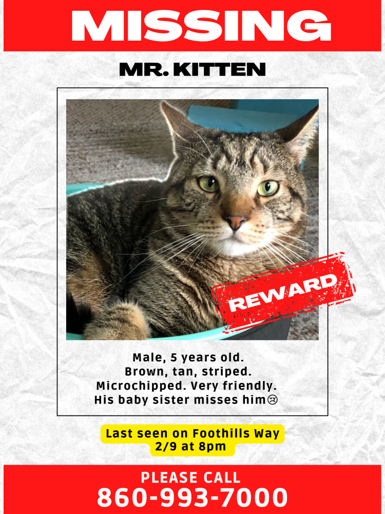 Image of Mr. Kitten, Lost Cat