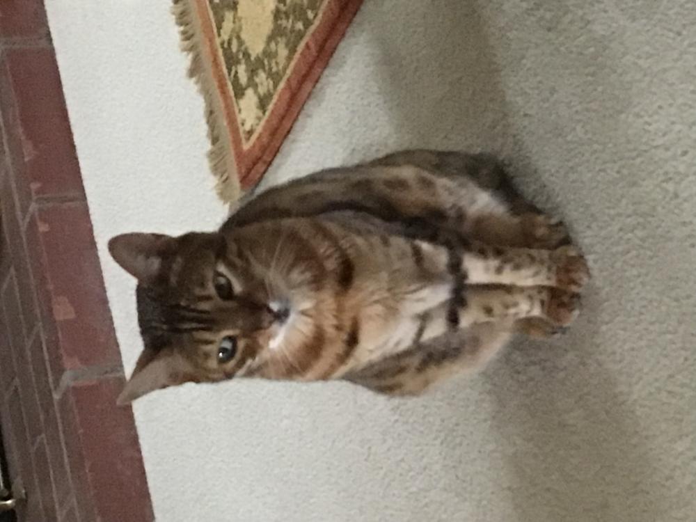 Image of Sheba, Lost Cat