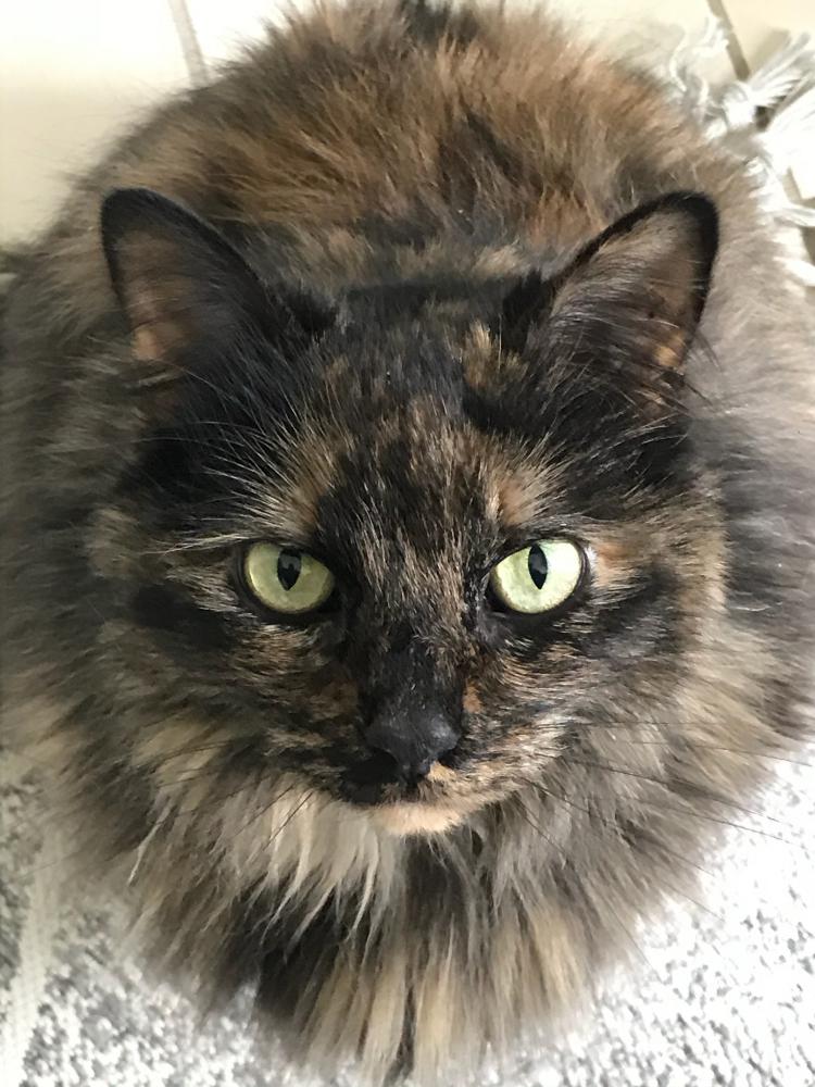 Image of Marcia, Lost Cat