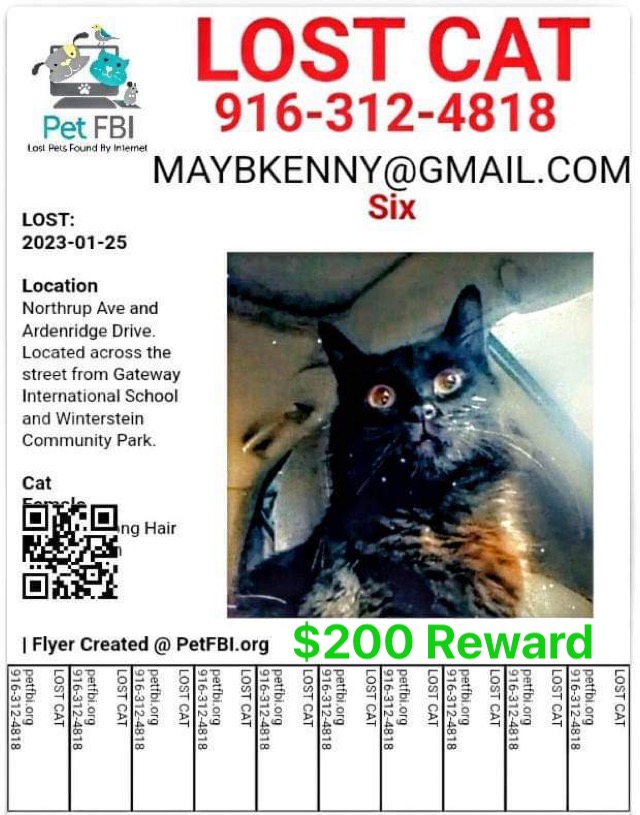 Image of Six, Lost Cat