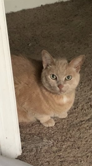 Image of Bo, Lost Cat