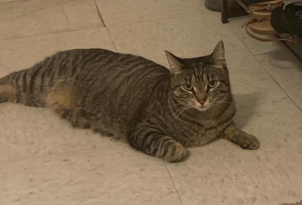Image of Chunk, Lost Cat