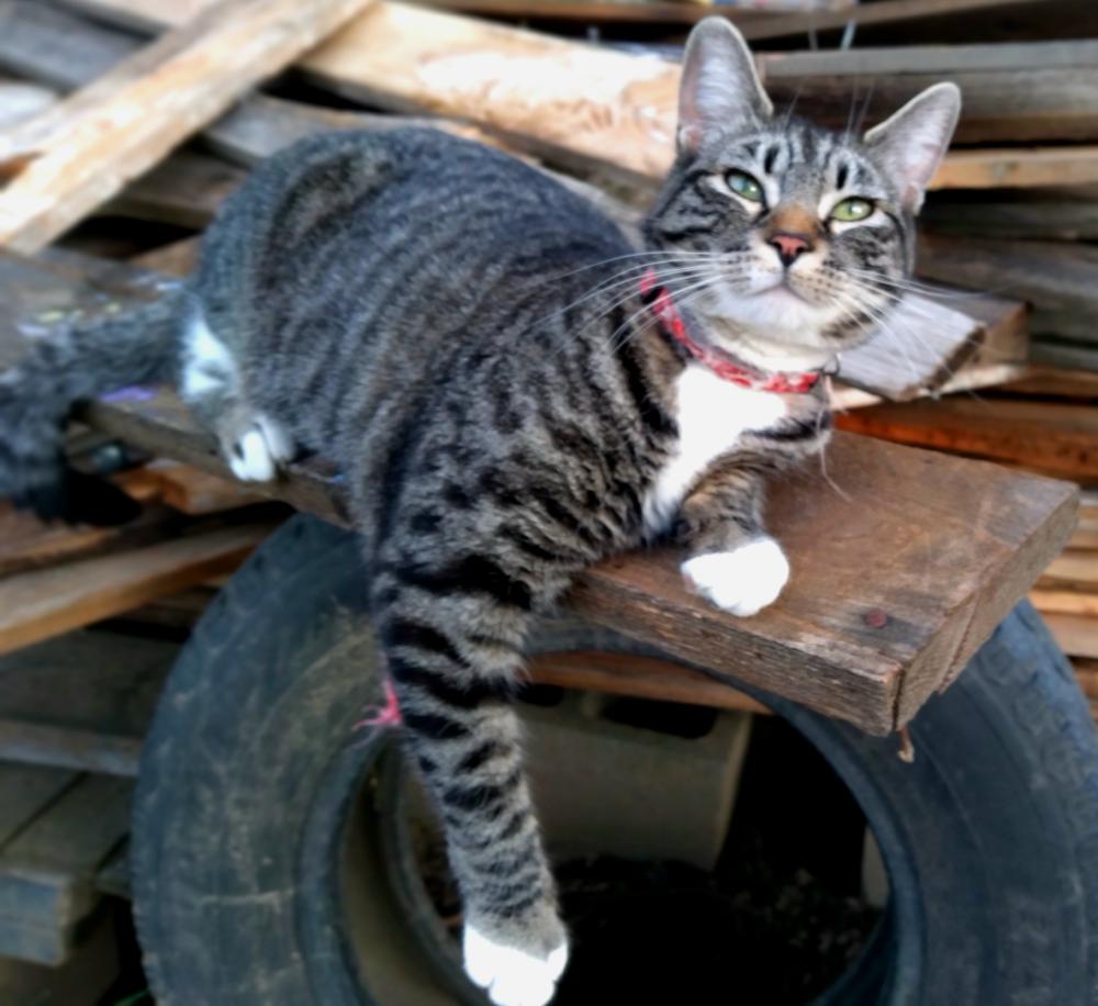 Image of Mi-Oki, Lost Cat
