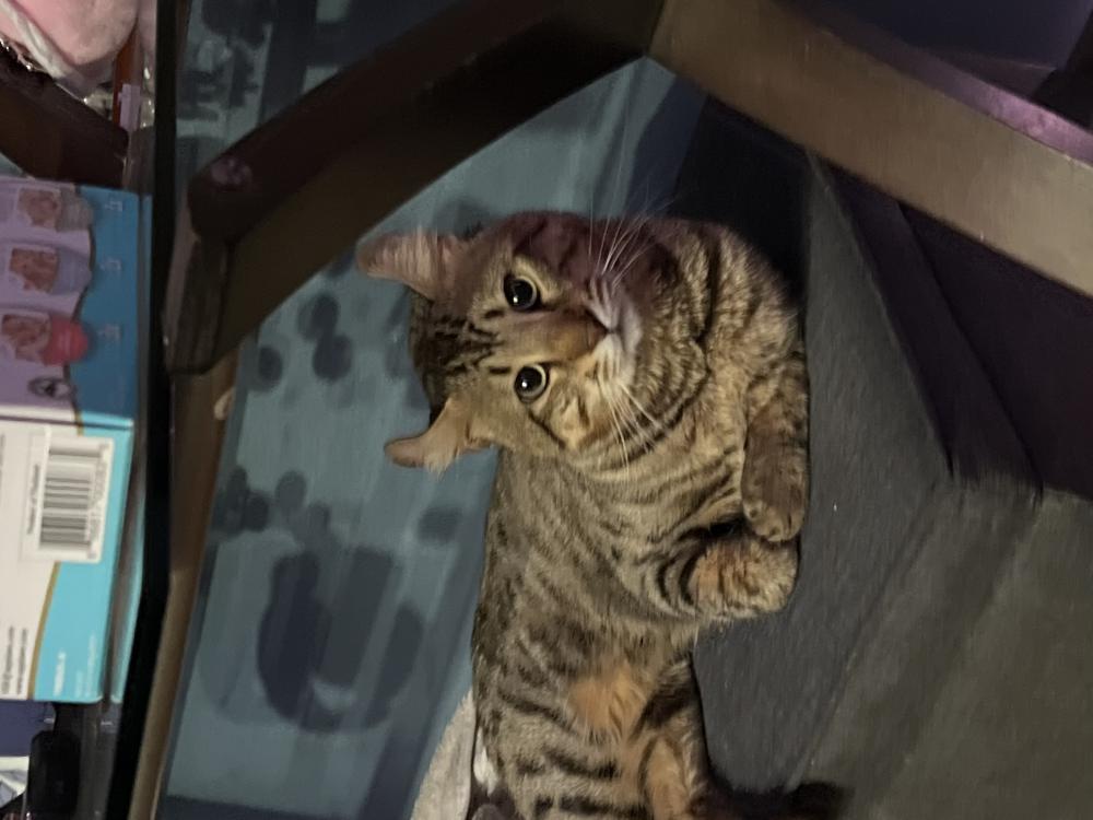 Image of Chapo, Lost Cat
