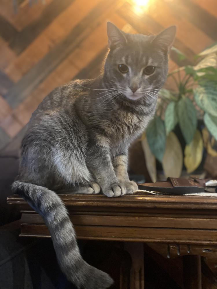 Image of Koschei, Lost Cat