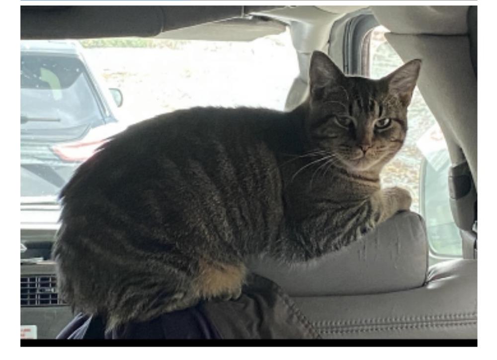 Image of Giblets, Lost Cat