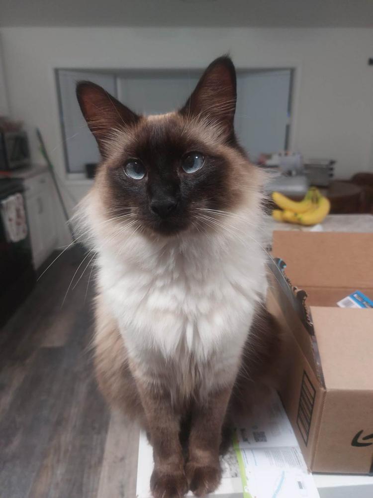 Image of Billy, Lost Cat