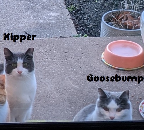 Image of Goosebump and Kipper, Lost Cat