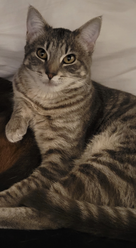 Image of Marocchino (Enano), Lost Cat