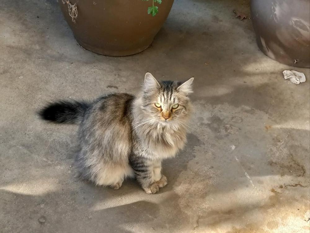 Image of Murka, Lost Cat